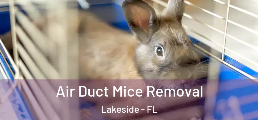  Air Duct Mice Removal Lakeside - FL